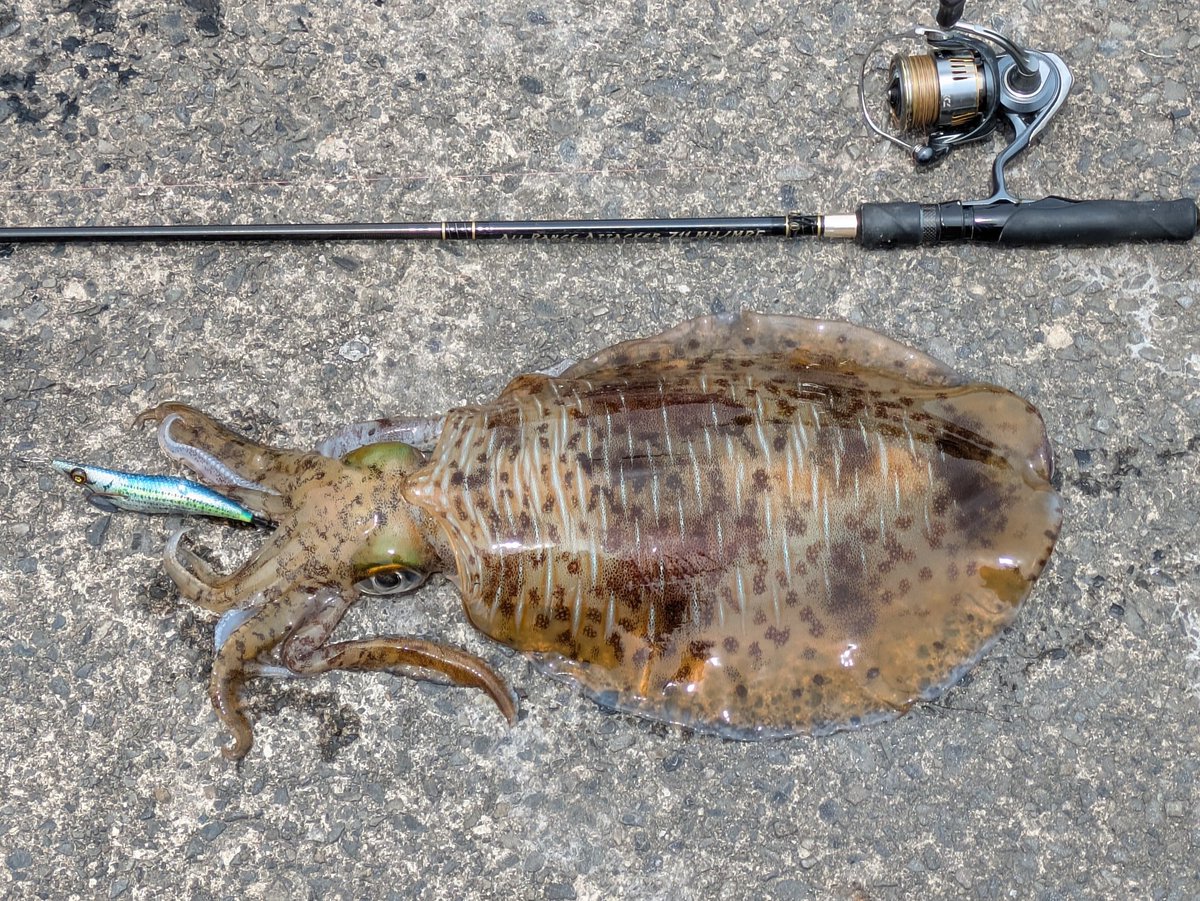 ikatamu's tweet photo. 11時に釣り場到着、ベイトがラインに当たり出しコレはアオリパターンやなって狙ったら💥2キロのオスイカが釣れた🦑
藻の上でのステイで💥1.7キロのメスイカ🦑
15時になり終了👋

ADDiCTiON 
スクイッドマニア #ワイルドチェイス
ヨーヅリ イージーQマグネットTG #マグパタ
#エギング #アオリイカ https://t.co/YSAaWTJVd6