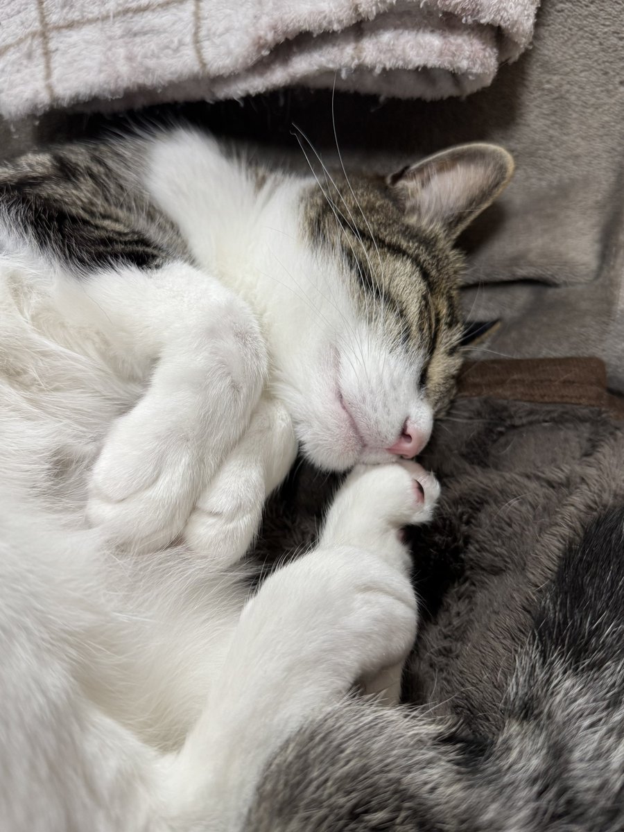ぎんのねこ (@ginnonekoch) / Posts / X