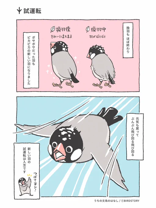 換羽もほぼ終わり。
スピード気を付けて!と声をかけてしまうくらい、ぶんぶん飛び回っています😂
新しい羽が嬉しいのかな🐣✨

#BIRDSTORY #うちの文鳥のはなし #漫画が読めるハッシュタグ 
