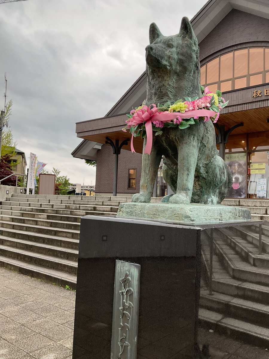 おはよう ハチ公 #akita #hachiko #秋田犬 #ハチ公 #大館市