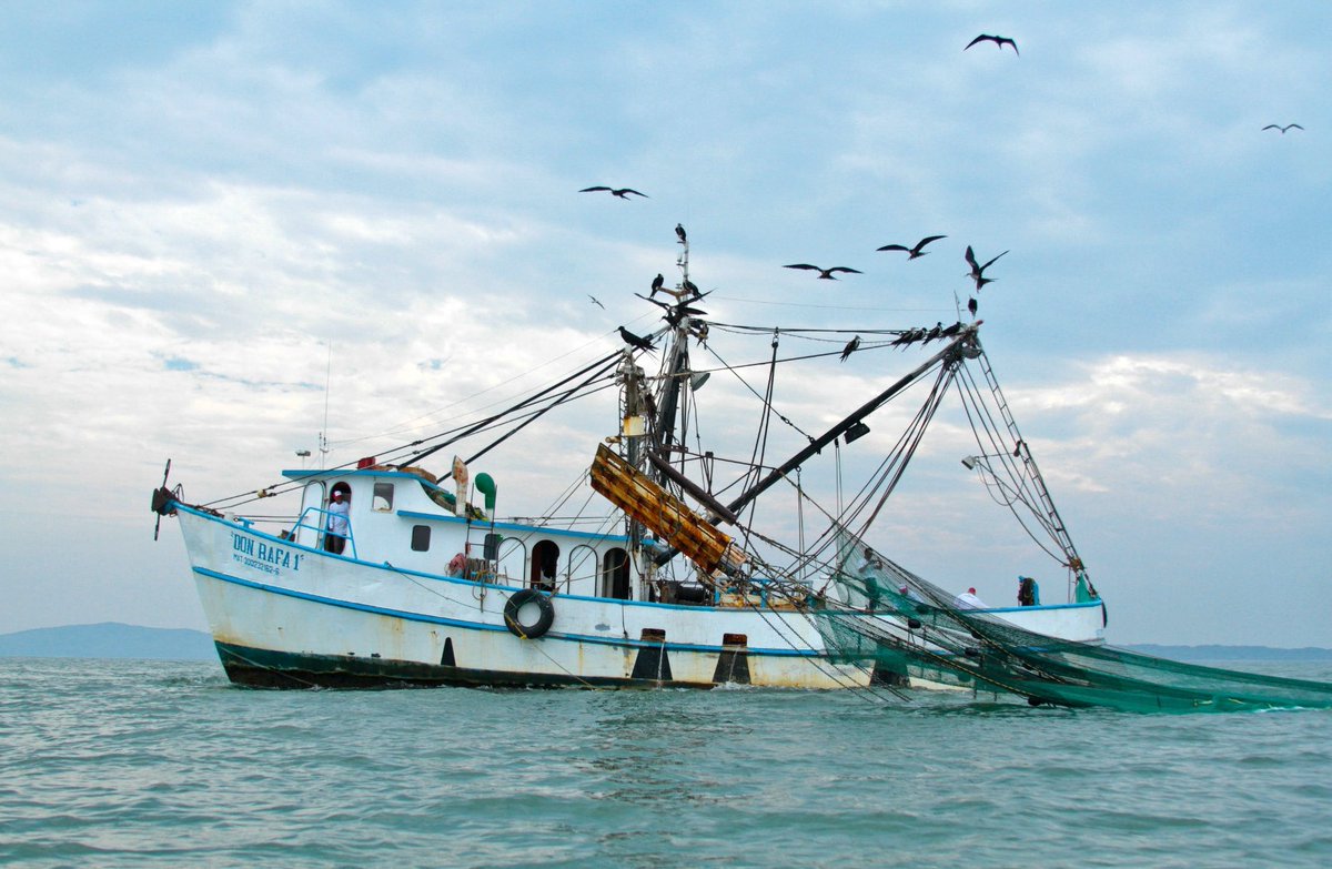 ernesto_mendez's tweet photo. 🦐 🇲🇽🇺🇸
El Departamento de Estado de Estados Unidos emitió la certificación anual para el #camarón mexicano, al determinar que la pesquería cumple con la comparabilidad en acciones y programas para evitar la captura incidental de tortugas marinas. https://t.co/AEP1BOgYEa