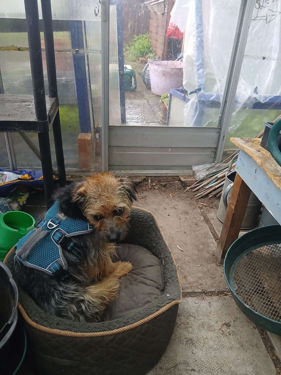 Griffin CBE🏴🐾 Fern🌈CBE & Ruby🌈 OBE tweet media