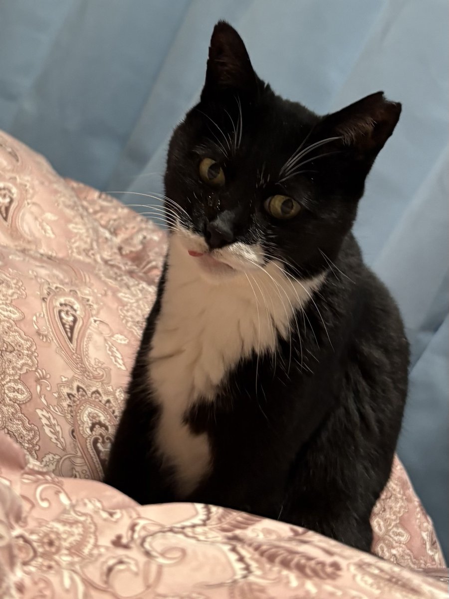 キャット (@4HWYdYFecS71FZn) / Posts / X