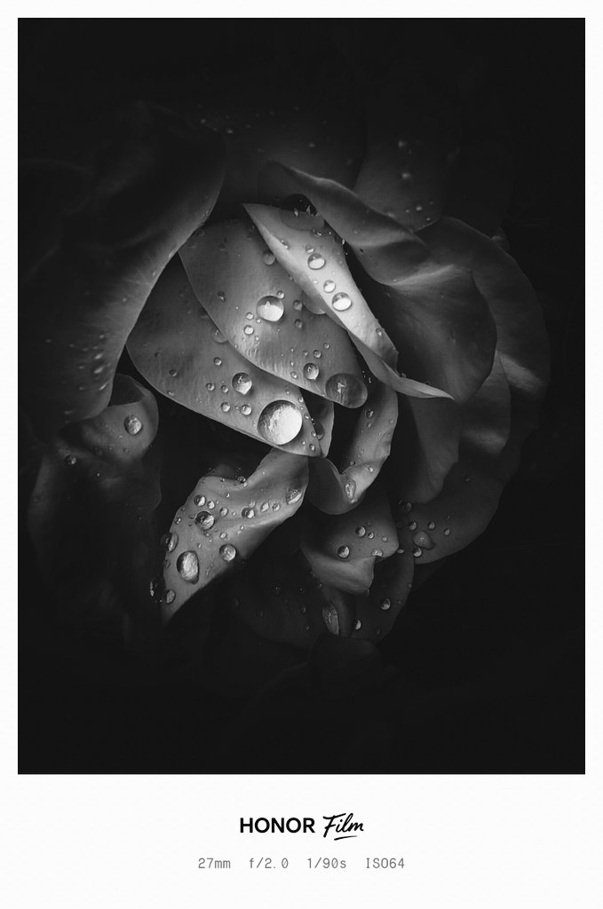 theSBoo's tweet photo. Mystic Rose 
#ShotOnSnapdragon
#Honor @Honorglobal 
#Lightroom #Edit 
@Snapdragon #HonorMagic https://t.co/I0oa0EBzKq