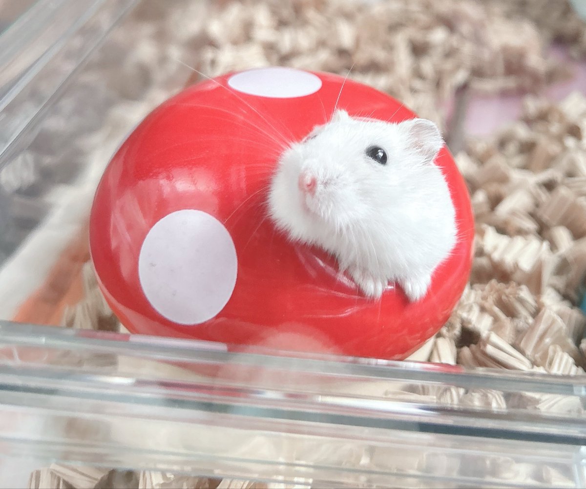 おもちちゃん大好き⋆⸜🐹⸝‍⋆