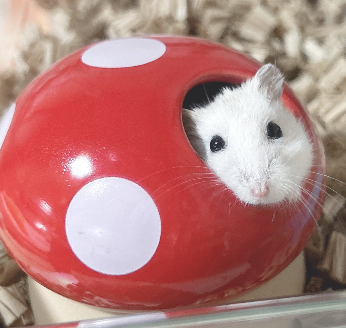 おもちちゃん大好き⋆⸜🐹⸝‍⋆