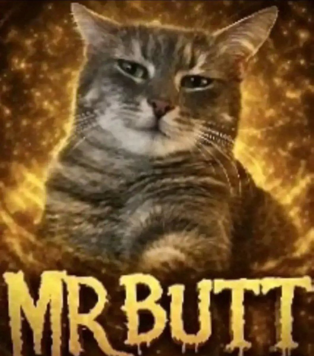 Cat Posted tweet media