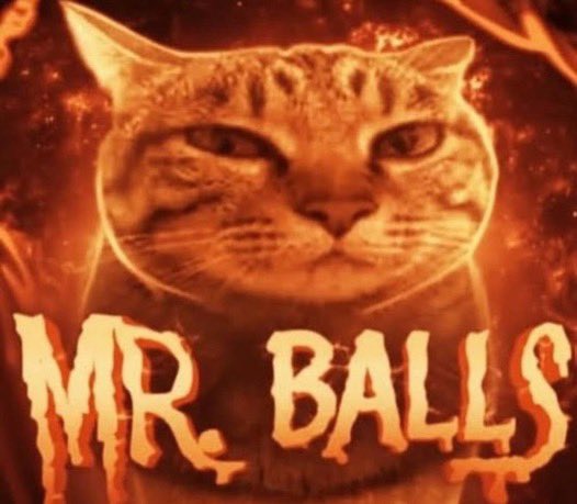 Cat Posted tweet media