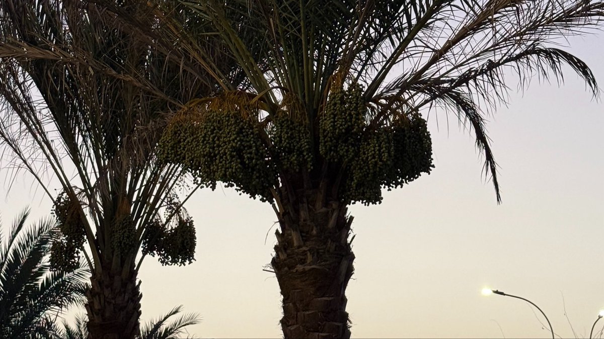 xzivw's tweet photo. العذوق الباسقه فوق النخيل 
تختصرلك ويش هو حلو الثمر 
ومادام وقتك بين عين وبين ليل 
لاتلوم الليل لو زاغ البصـــــر .. https://t.co/vCW5ZqUBNF