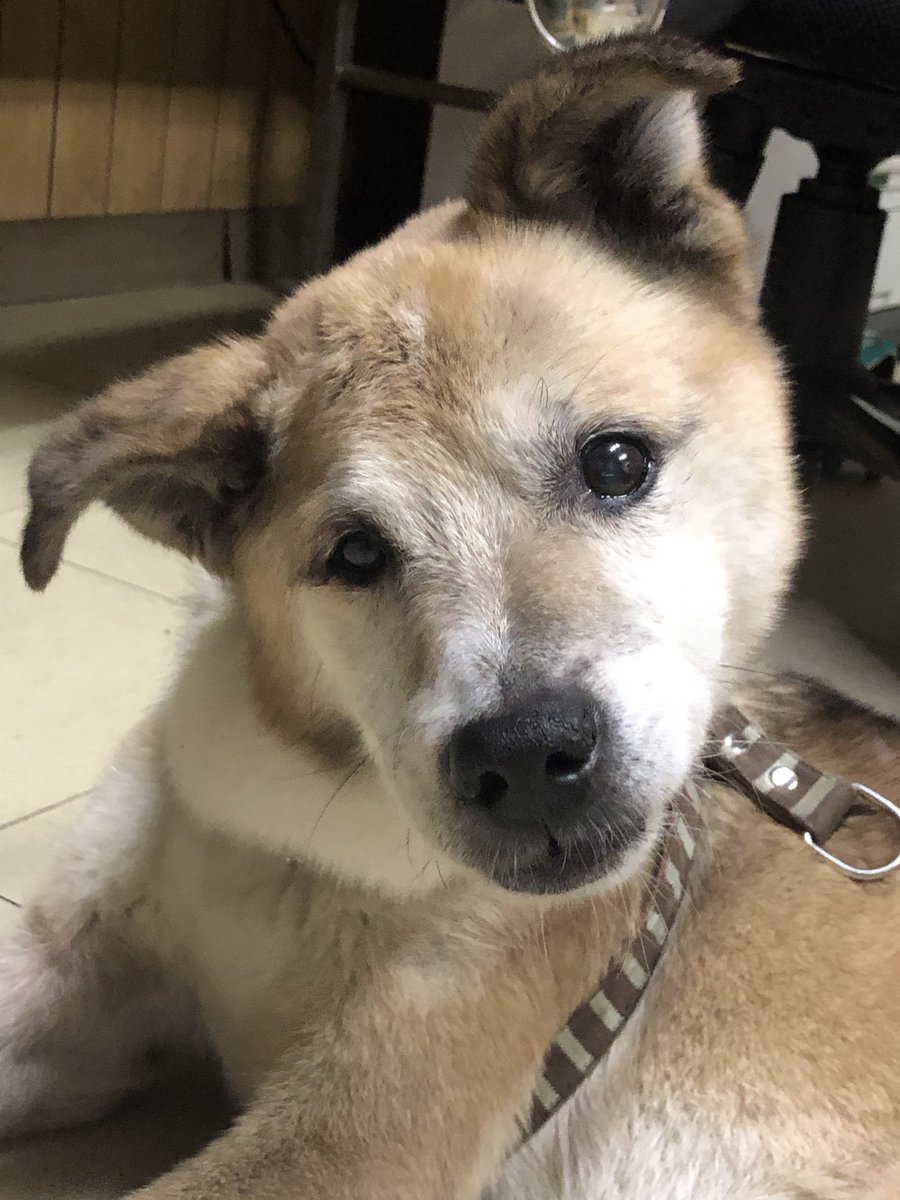 おじいちゃん犬 tweet media