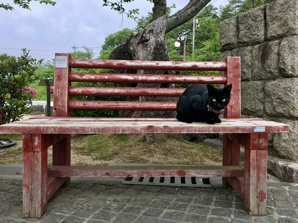 猫千代　0729 時をかける猫ねこ038