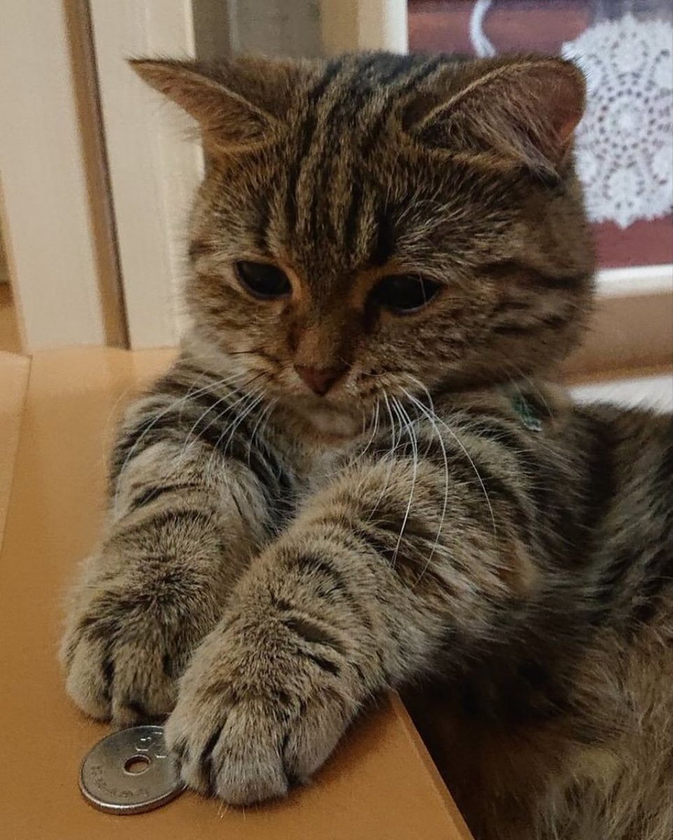 smol silly cat tweet media