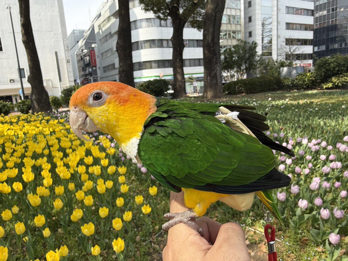 _michisakura's tweet photo. 【迷子鳥を探しています】
リポストありがとうございます

警察等各所に届出済
保護してくださった方からのご連絡をお待ちしています

★特徴★
頭オレンジ　背中グリーン
（薄黄色服・赤紐・足環）

★場所★
横浜みなとみらい観覧車付近

#迷子鳥 #シロハラインコ #インコ #拡散希望 ＃みなとみらい https://t.co/yi8TqmKLag