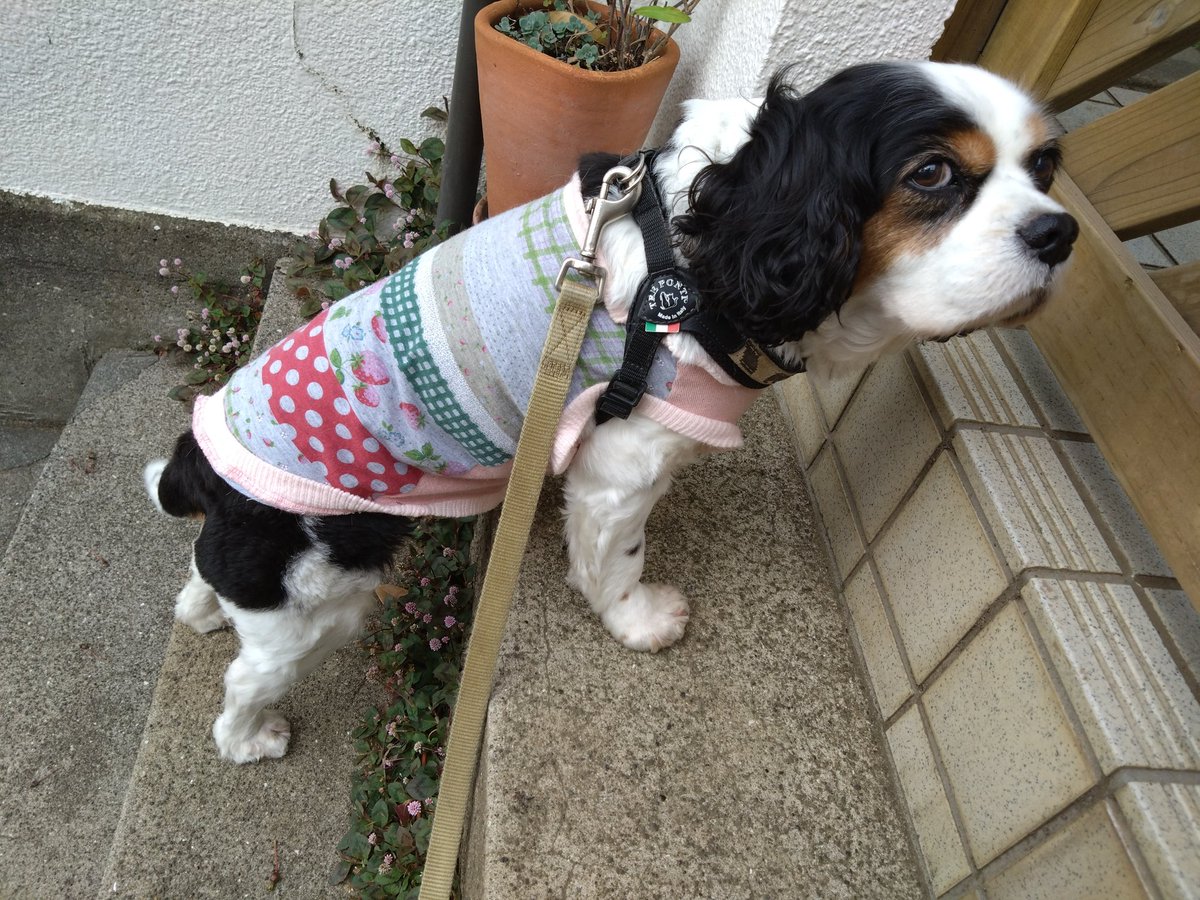 エル子🐶 tweet media