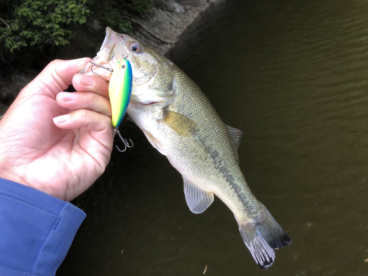tom【tomのバス釣りch】🎣YouTube (@tombass106) / Posts / X