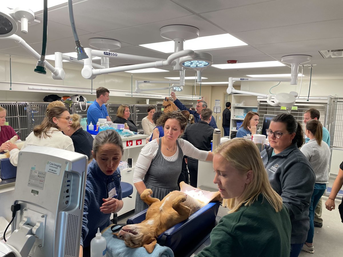 IVMA1's tweet photo. Today, IVMA hosted a hands-on Ultrasound Wet Lab with Dr. Kyle Vititoe.

Thank you to MedVet for hosting and Core Imaging for supplying the ultrasound equipment.

Learn more about IVMA membership and CE opportunities:
https://t.co/53V5LMn3qN

#IVMA #VetMed #ContinuingEducation https://t.co/mtk8aUrspV