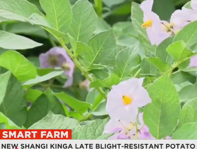 GrowFurther_'s tweet photo. Kenya’s potato farmers have long battled low yields, pests, and rising production costs. But a new frontier in agricultural research could soon change that.
Watch here:- https://t.co/oU0Ry9ZmRd

Discover more smart-farm innovations here: https://t.co/npkx9QuWvu https://t.co/RzLLjWEdHd