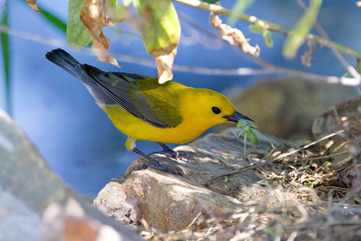 techboone's tweet photo. Prothonotary Warbler (Rare in AZ and Lifer) https://t.co/u0dyZVYG9W