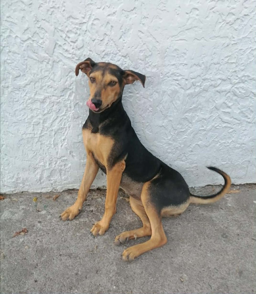 lyssitta's tweet photo. SERVICIO SOCIAL✅️
#adopta 🐾❤️

Esta perrita tiene 8 meses, se llama negra, esta desparasitada los dueños son de escasos recursos no pueden tenerla en la casa ella anda en la calle.

Yo le escribo, porque ella anda aquí por la casa y aquí le damos comida y hemos adoptado a 2 hermanitas de ella y quisiéramos que ella encuentre un hogar
Esta en San Cayetano Istepeque, San Vicente 
Contacto 71301906