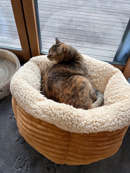 【シニア】穏やかな麦わら猫さん
推定9歳11ヶ月
♀ 茨城県

穏やかで人にも猫にも優しい子です
病院でも大人しくできます
猫部屋で多頭の中新入り猫にも優しく頼りになるお姉さんです。
見た目はどっしりとしていますが、とーーーっても穏やかで寝顔がキュートな可愛い子です😍