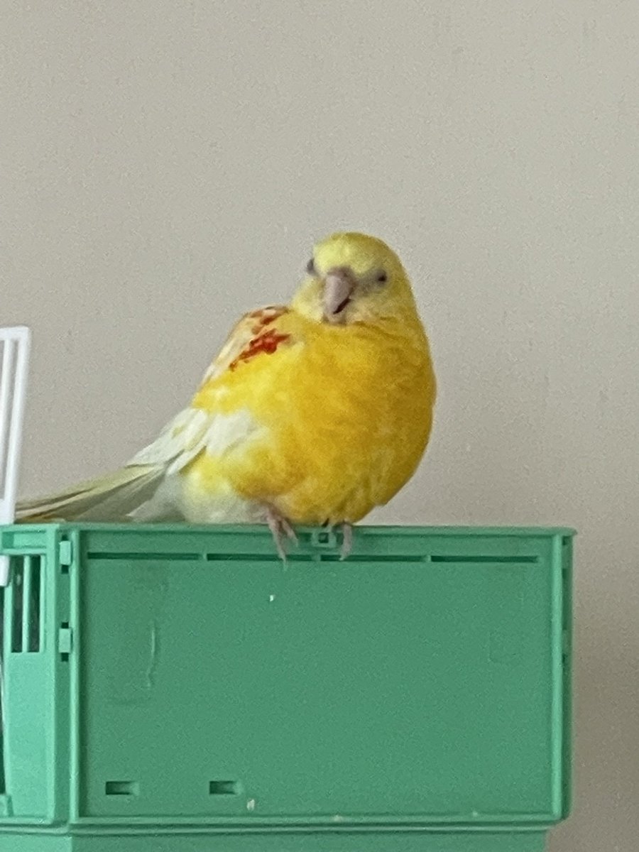 コピちゃん　〜赤い車の小雨号に乗るインコ飼い〜 tweet media