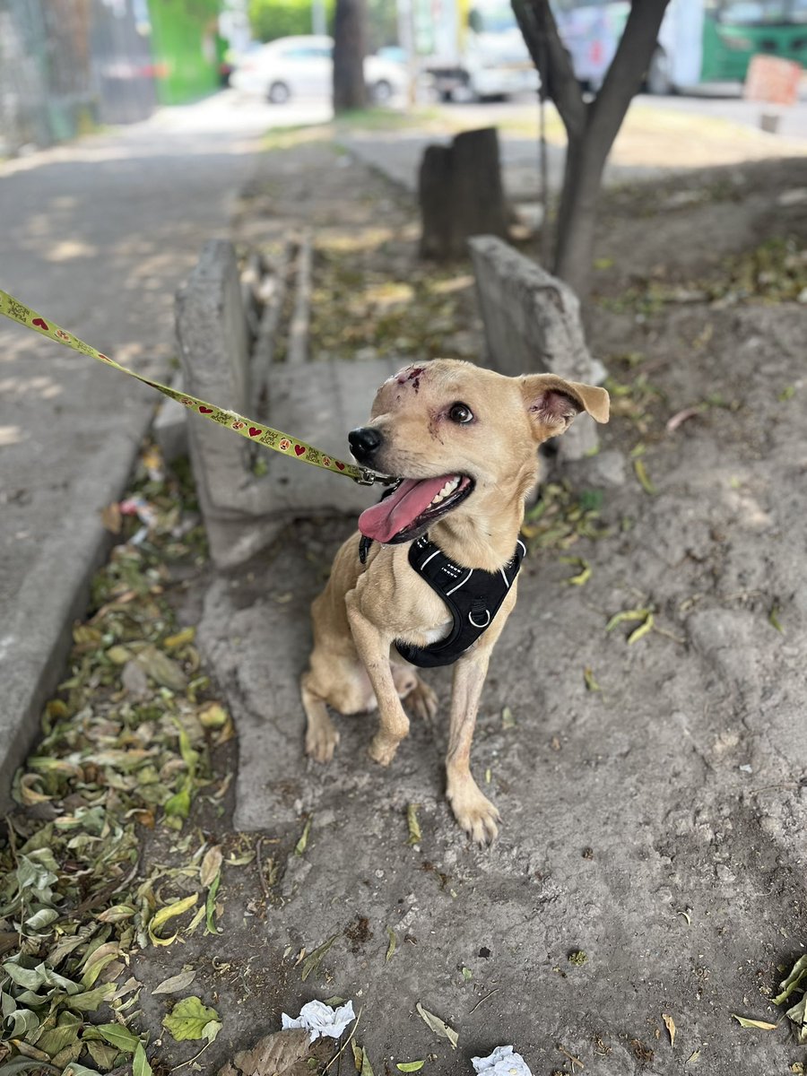 𝙷𝚎𝚕𝚊 𝙼𝚘𝚛𝚎 🐶 tweet media