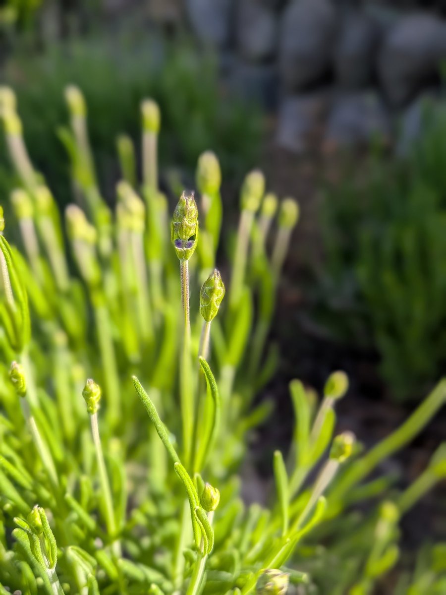 風ぼーぼーだけど爽やか五月晴れ
吾妻方面にちょっと虹
ラベンダーが花芽をつけました

そんな朝です
おはようございます☀