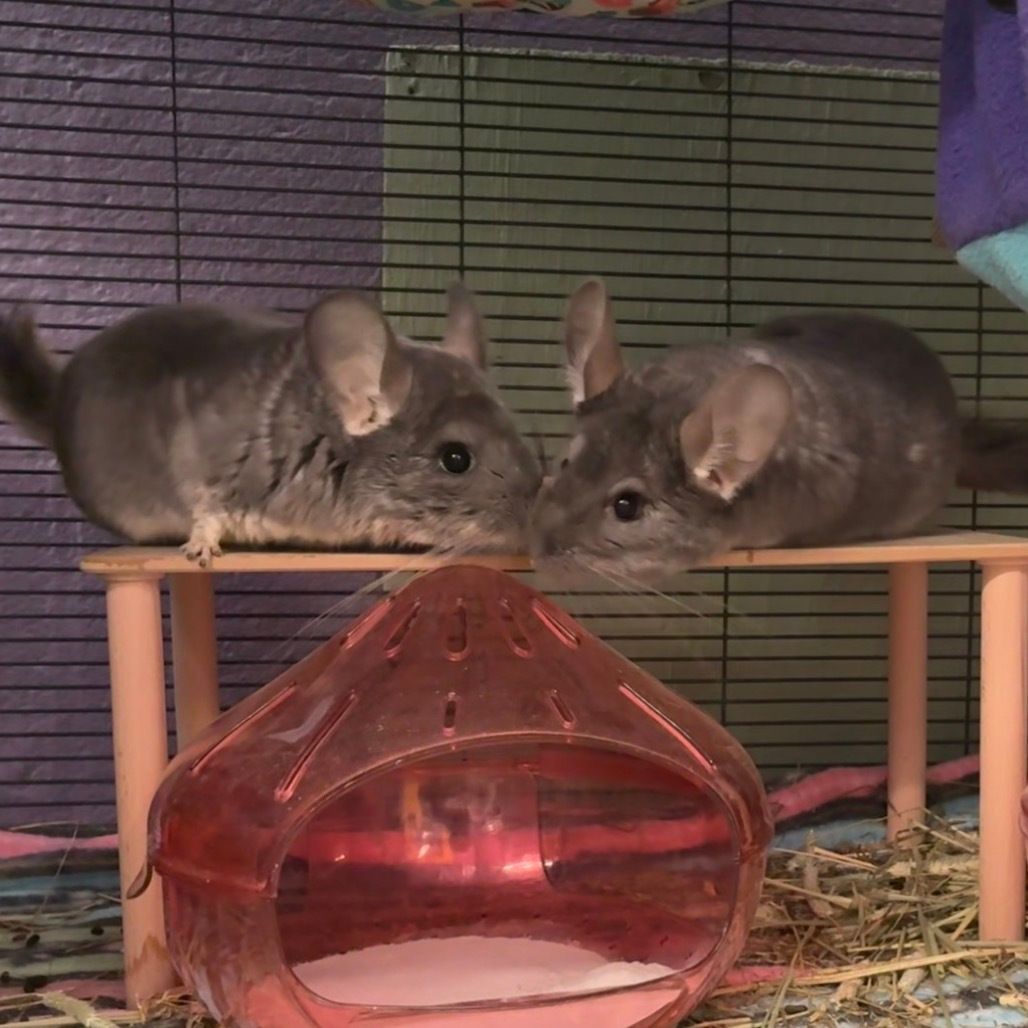 SistersInBiz's tweet photo. Ready to be adopted!
Bonded Chinchillas: Potato &amp; Tomato
Searching for a patient, Chinchilla savvy home.
Providence Animal Rescue League: (401) 421-1399
#PVD #Providence #RI #Rhodeisland #Oceanstate https://t.co/uVDnN7v9M3