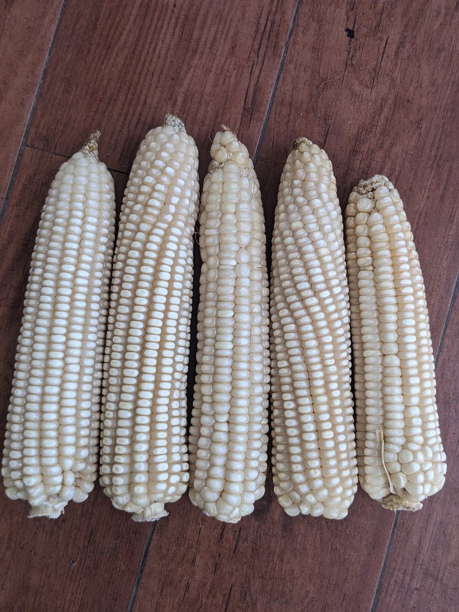 RNibagwire's tweet photo. The harvest! https://t.co/ajJzFjRtPx