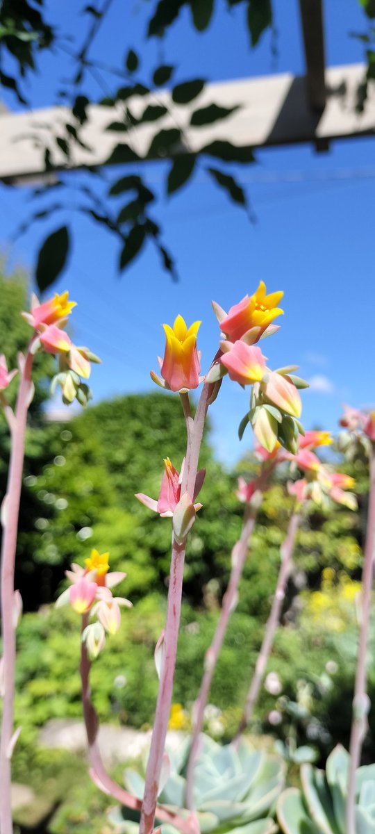 hujodus's tweet photo. 近所の小学生たちは
登校して行きました
振り替え登校かな？

#庭の花 https://t.co/Lres1Ffp4y