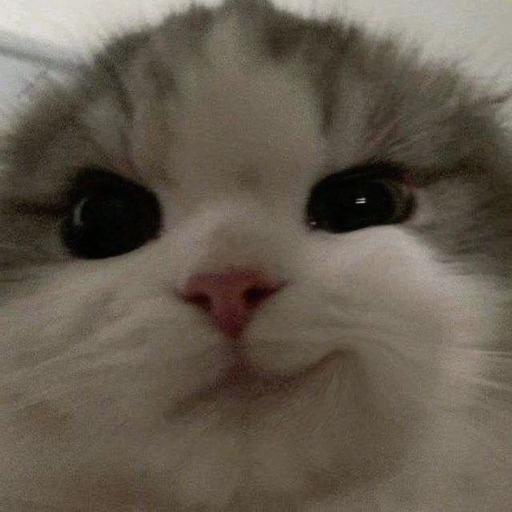 ♡ ˚₊𝒫𝓁𝑜𝓎𝓅𝒽𝒶 🎀꒰ა ₍ᐢ. ̫.ᐢ₎ ໒꒱ ‧₊˚ tweet media