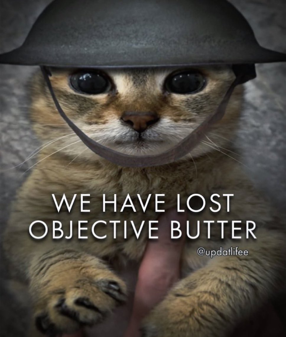 LiterallyMeCats tweet media