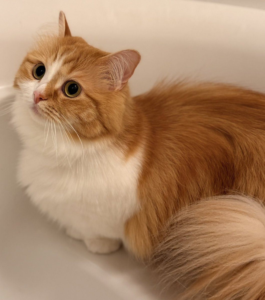 猫のこばん (@nasukara0720) / Posts / X