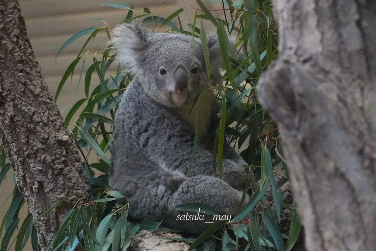 おめめ👀パッチリした おもちちゃん🐨🤍✨ #コアラ #おもち #東山動植物園