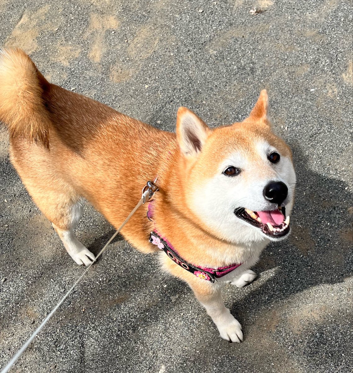 柴犬おとちゃん🐕6歳 (@0218_oto) / Posts / X