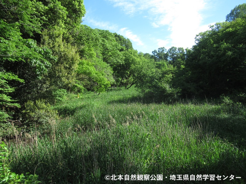 埼玉県自然学習センター【公式】 tweet media