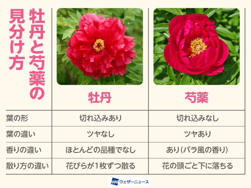ウェザーニュース tweet media