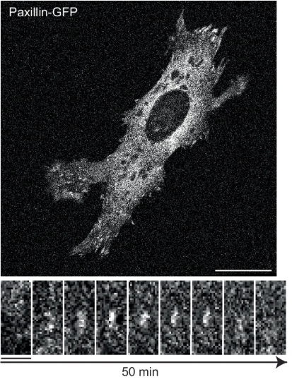 Extracellular Matrix News tweet media
