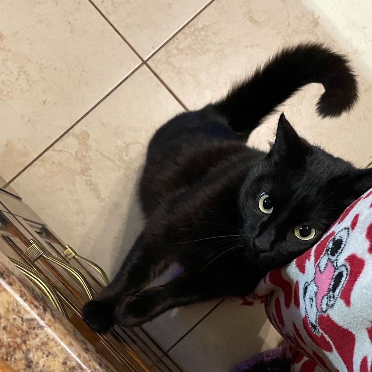Black cats are not bad luck tweet media