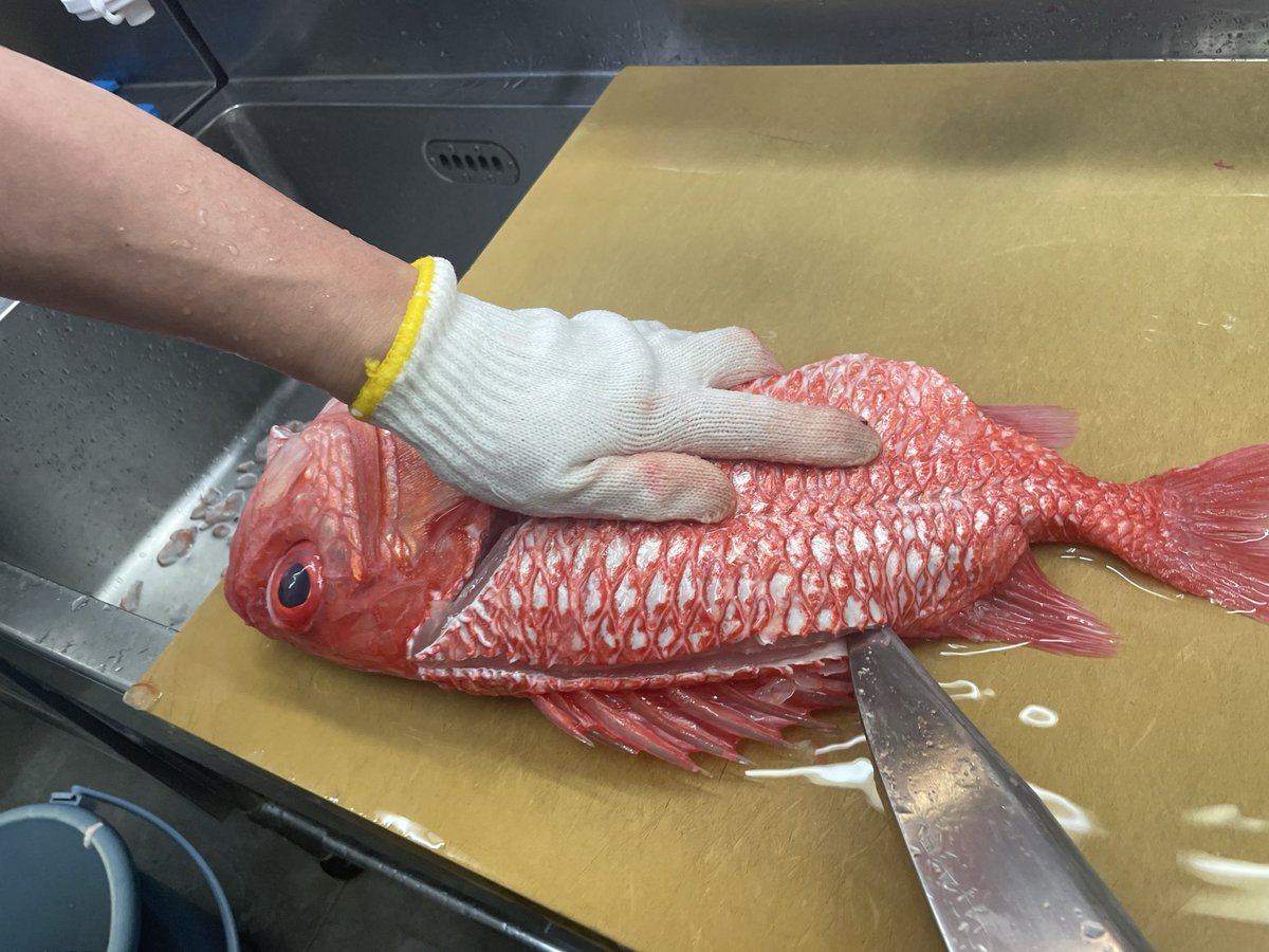 68izugin's tweet photo. おはようござい鱒❗️🐟
エビスダイ捌いて切り売りしますよ✨
久しぶりの入荷なのでぜひ！
他にも立派なモンゴウイカにオオカミウオ、活〆フエフキ、スズキ、岩ガキなどなど、わくわくするような品揃えです🐟✨

お待ちしておりまーす‼️ https://t.co/B1GhVQB2Vv