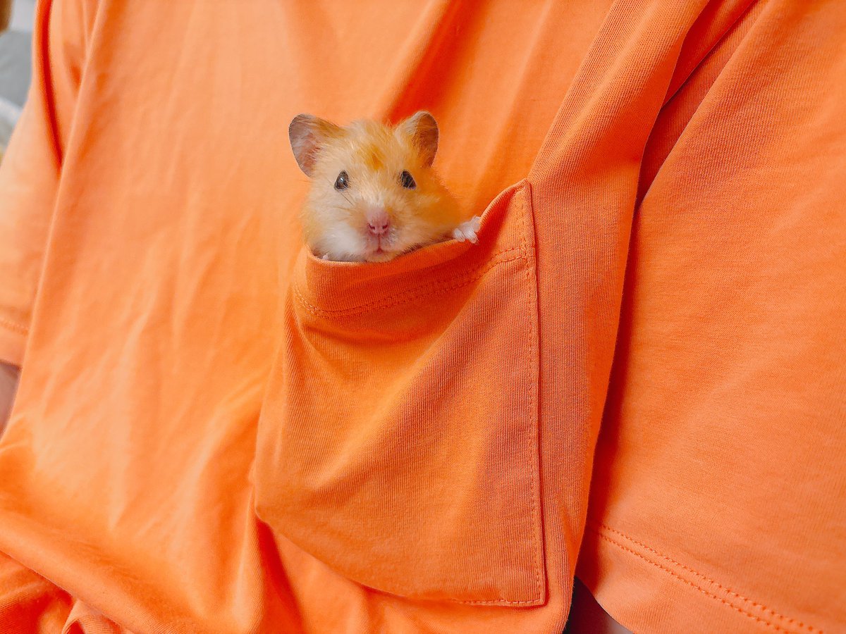 ハムちゃん 🐹 ⁡ 今日はすこぶる調子悪くて 1歩も🏠出なかった🥹 ⁡ ハムちゃん