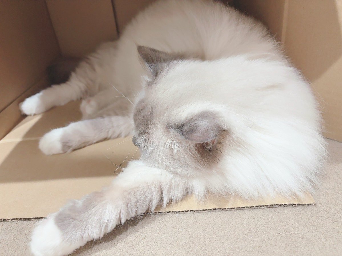 にゃす 爆裂のにゃす🐱🩲 (@mofmofnyas) / Posts / X
