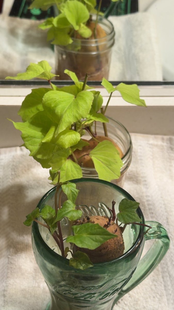 TammyTamz14's tweet photo. SWEET POTATO project UPDATE!I’m growing my own vine starts. I do every year but this year I added a HEAT MAT & it’s a GAME CHANGER!
(Sorry about the Batman voice! 🤒 The show must go on 💪 )
#GrowAnywhere
#smallspaceGardening https://t.co/l5wrEVfTt2