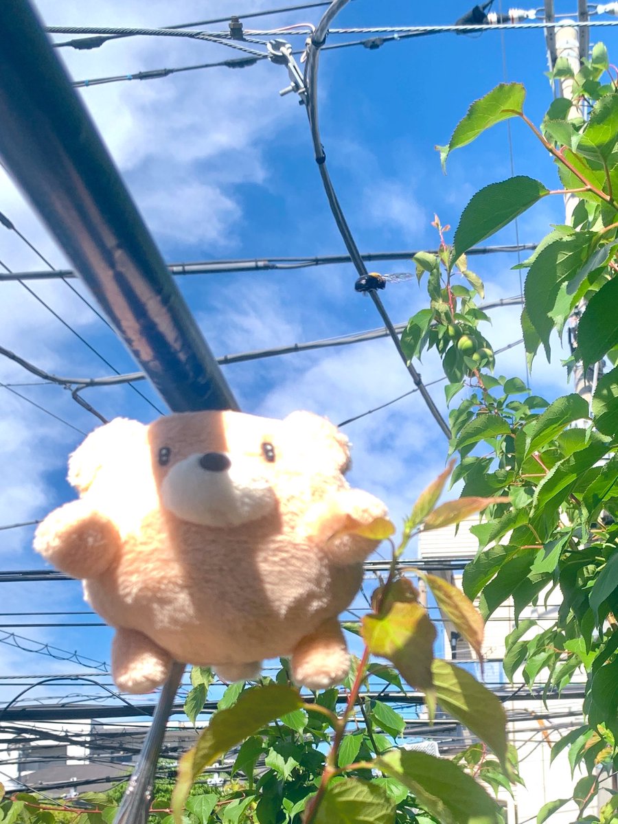 Linda Jota🧸りんだ いおた🪡通販準備中 tweet media
