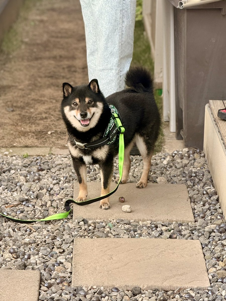 なんか笑ってこっち見てる #豆柴 #柴犬 #黒豆柴連合会