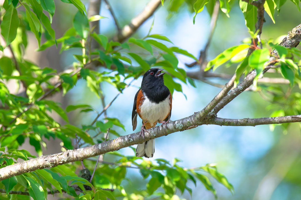 wilmur82's tweet photo. Eastern towhee, Blue-gray gnatcatcher &amp; Veery in the Bronx https://t.co/BCaw3Pv9Q8