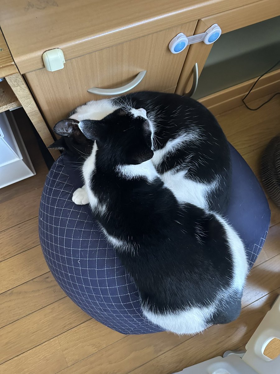 kuro5696's tweet photo. 絡まって寝る猫達 https://t.co/smMHOGAkSf