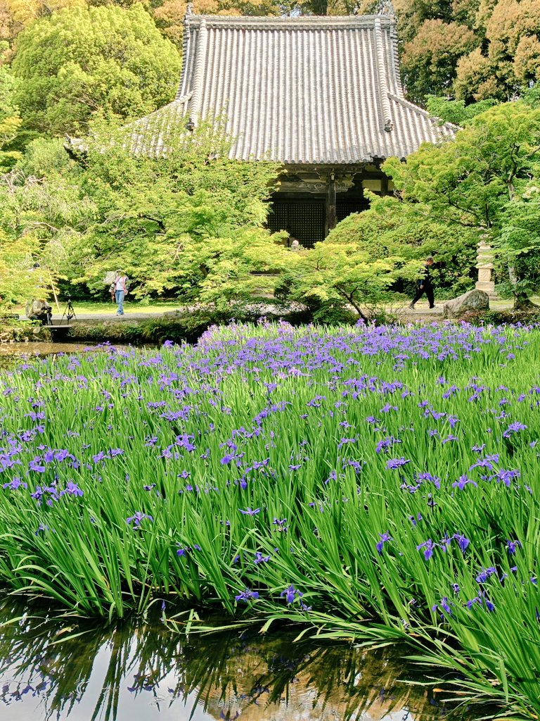 長岳寺のカキツバタ《見頃》 本日5/9土曜日の蓮池の様子です。まだまだ