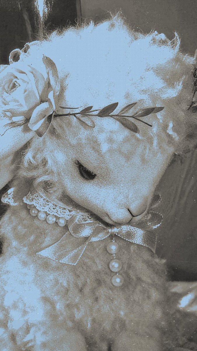 ᅠᅠ𓆩ᅠᅠ♡⃝𝙻𝙾͟𝚂𝚃──┈┈ᅠᅠ𝓵𝐚𝐦𝐛.ᅠᅠ tweet media