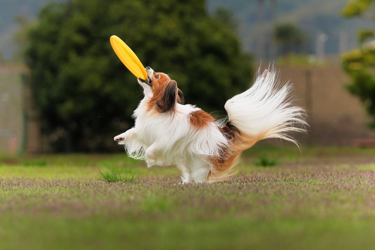 goddog10000's tweet photo. 【Disc遊び】
尻尾が綺麗に写ると嬉しい🤩🤩🤩
SONY α1Ⅱ+70-200mm F2.8 GMⅡ
F4.5 SS 1/2000秒
#これソニーで撮りました #α1II #α1M2 #SEL2470GMII #SEL2470GM2
#70200gmII #望遠レンズ #GMレンズ #パピヨン #papillo #犬
#ディスクドッグ #discdog #フリスビードッグ #frisbeedog #flyingdisc https://t.co/YIwpEY9ZHN